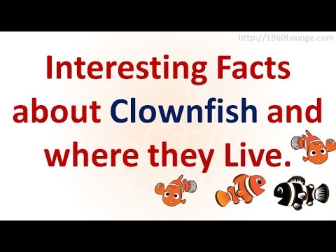 Interesting Facts about Clownfish and Sea Anemone