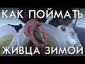 КАК ПОЙМАТЬ ЖИВЦА ЗИМОЙ