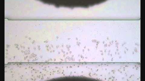 Neutrophil chemotaxis in mice