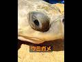 ウミガメはどれくらい生きられるのか? #animals #動物プロダクション #動物プロダクション #自然 #癒し #動物