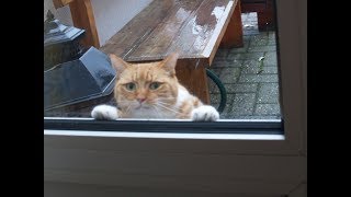Беременная кошка просила помощи у людей. Беременная кошка просила помощи у людей.