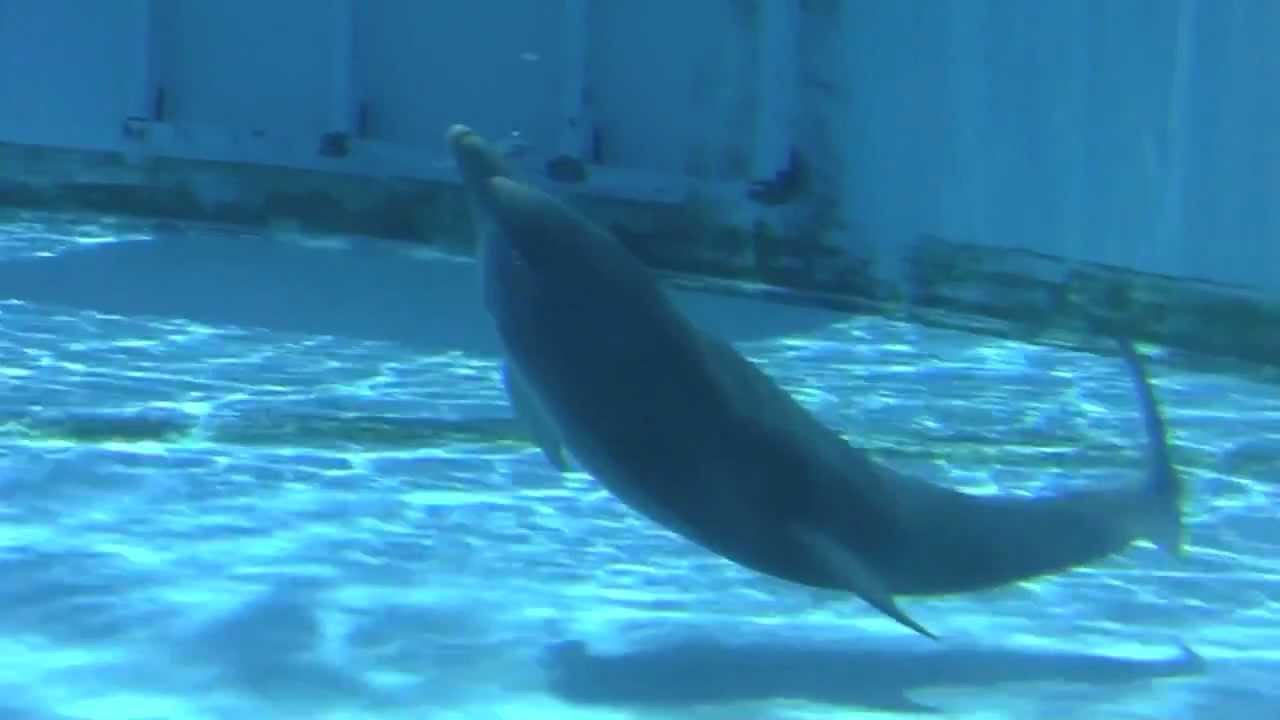 watchin' Hope, the baby dolphin calf (short)