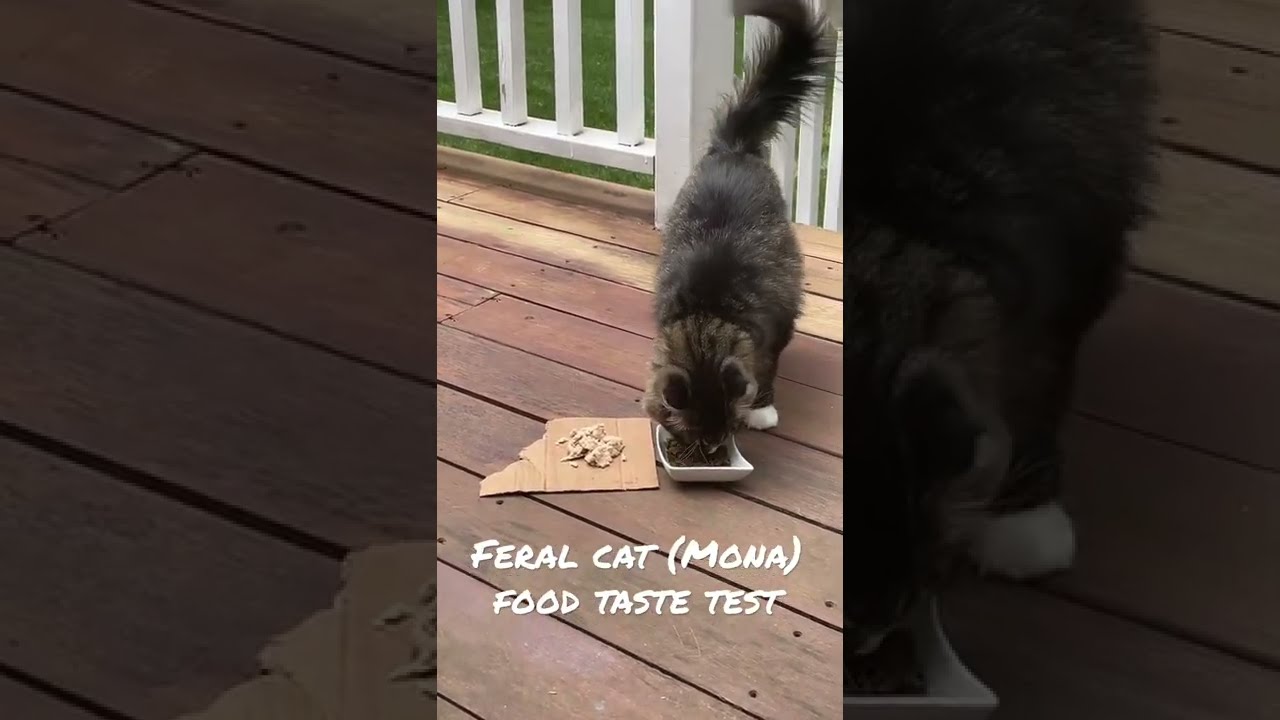 Mona Cat food taste test #1