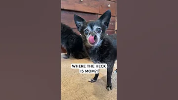 Where The Heck Is Mom ORIGINAL By Puppy Songs Available On Spotify Apple Music 