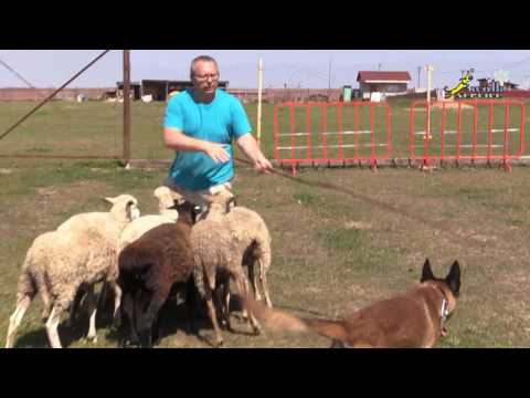 Видео: Как приучить собаку не гоняться за овцами