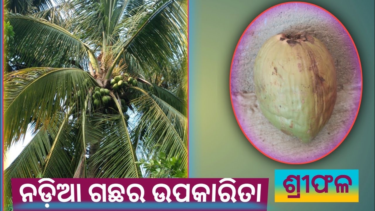 ନଡ଼ିଆ ଗଛ (ଶ୍ରୀଫଳ)ର ବନ ଔଷଧୀୟ ଗୁଣ Benefit of Coconut Palm Das Ayurvedic Herbal Plant YouTube