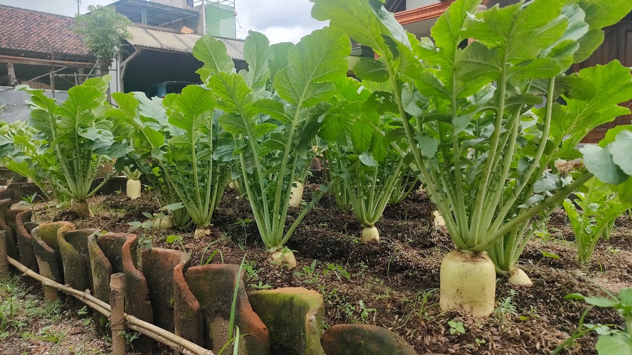 cara menanam lobak green bow ( tanpa pupuk ) || How to grow green bow turnips in the rainy season