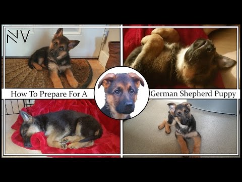 How To Prepare For A German Shepherd Puppy
