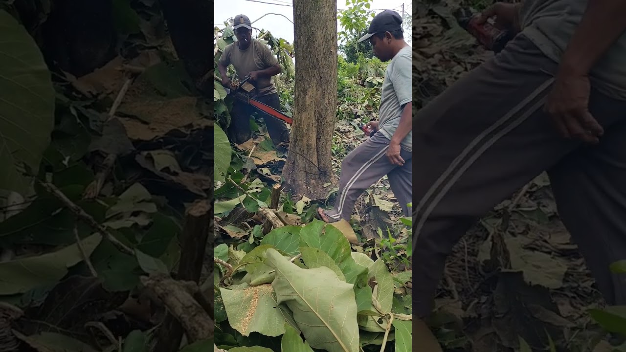 Cutting down a tree on the edge of a cliff || chainsaw not a Stihl