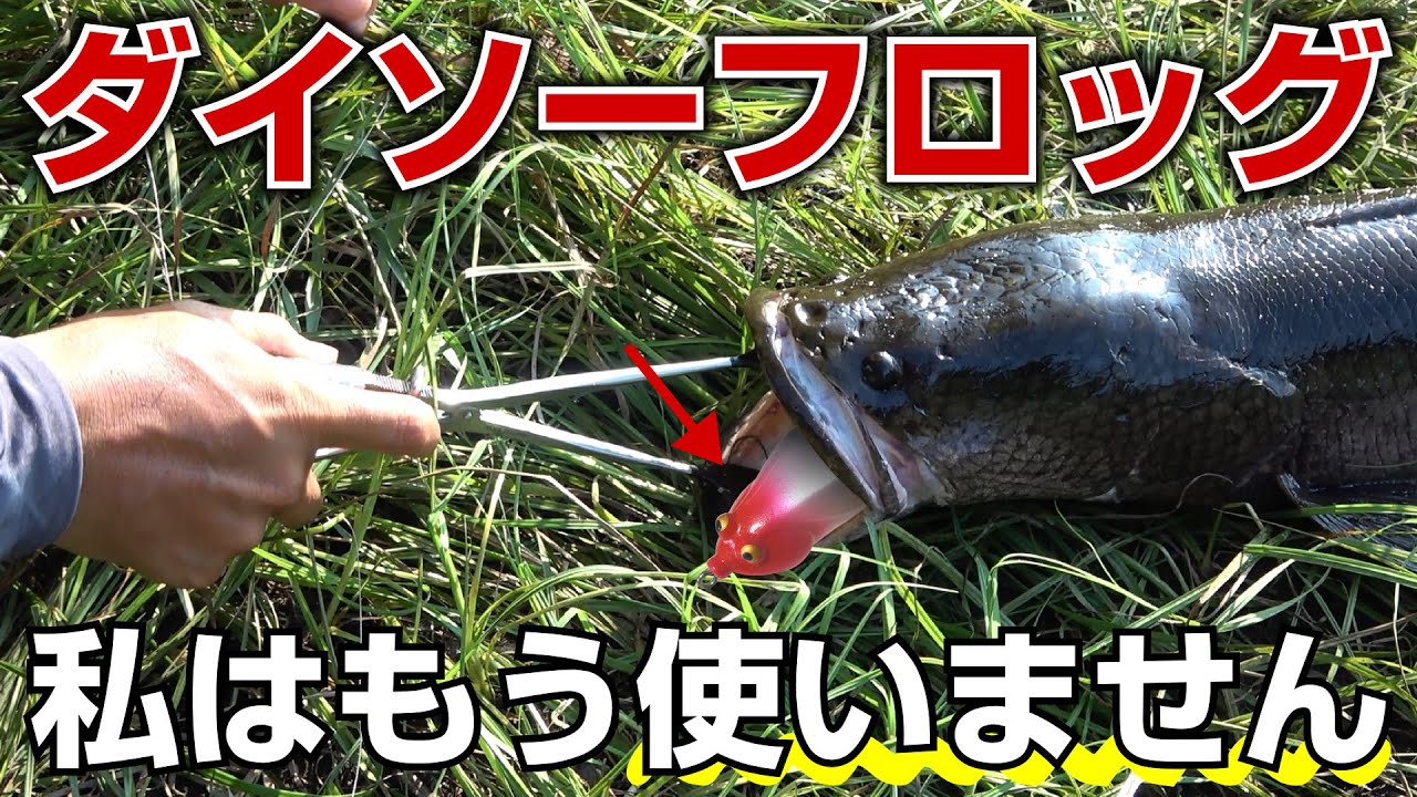 実釣 ライギョ釣り業界の革命児ダイソーフロッグ 普通に雷魚釣れます でも僕は二度と使わないかな その理由は Youtube