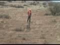 How to Hunt with Bird Dogs : How to Teach Hunting Dogs Commands How to Hunt with Bird Dogs : How to Teach Hunting Dogs Commands