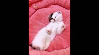 A Disabled Kitten Was Left To Die… Until A Kind Woman Saved Its Life  #animalrescue #rescuecat