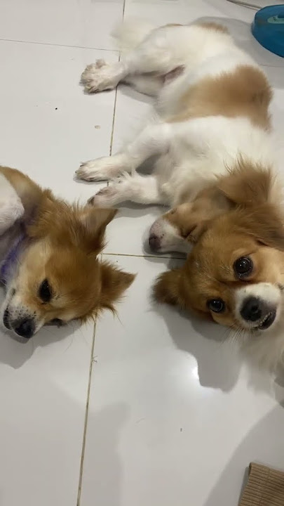 Download lagu Full Video below👇 #feed #shorts #doglover #puppy #love #pets #kokoni #bestfeed #cutedog