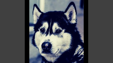 Pulsating Rested Pup