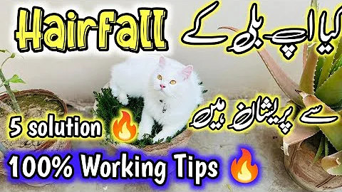 Watch the video about How to prevent your Persian cat from shedding hair |persian cat hair fall solution |hairfall in Cats
