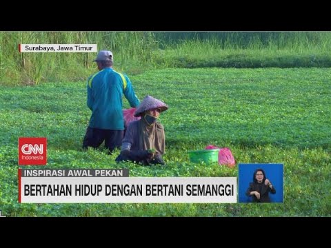 Video: Kapan menanam semanggi?