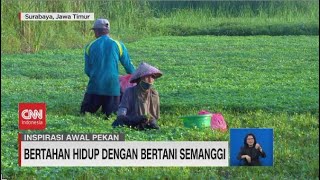 Bertahan Hidup dengan Bertani Semanggi