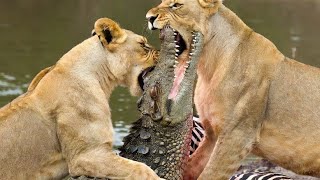 Lions Vs Crocodile Brutal Fight Over A Zebra Carc