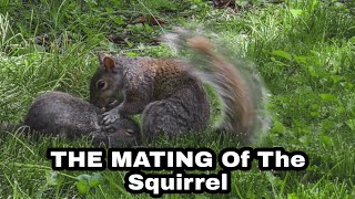 The Mating Of The Squirrel