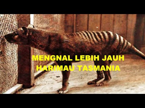 FAKTA MENARIK TENTANG HARIMAU TASMANIA