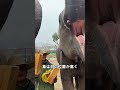 象の足の裏