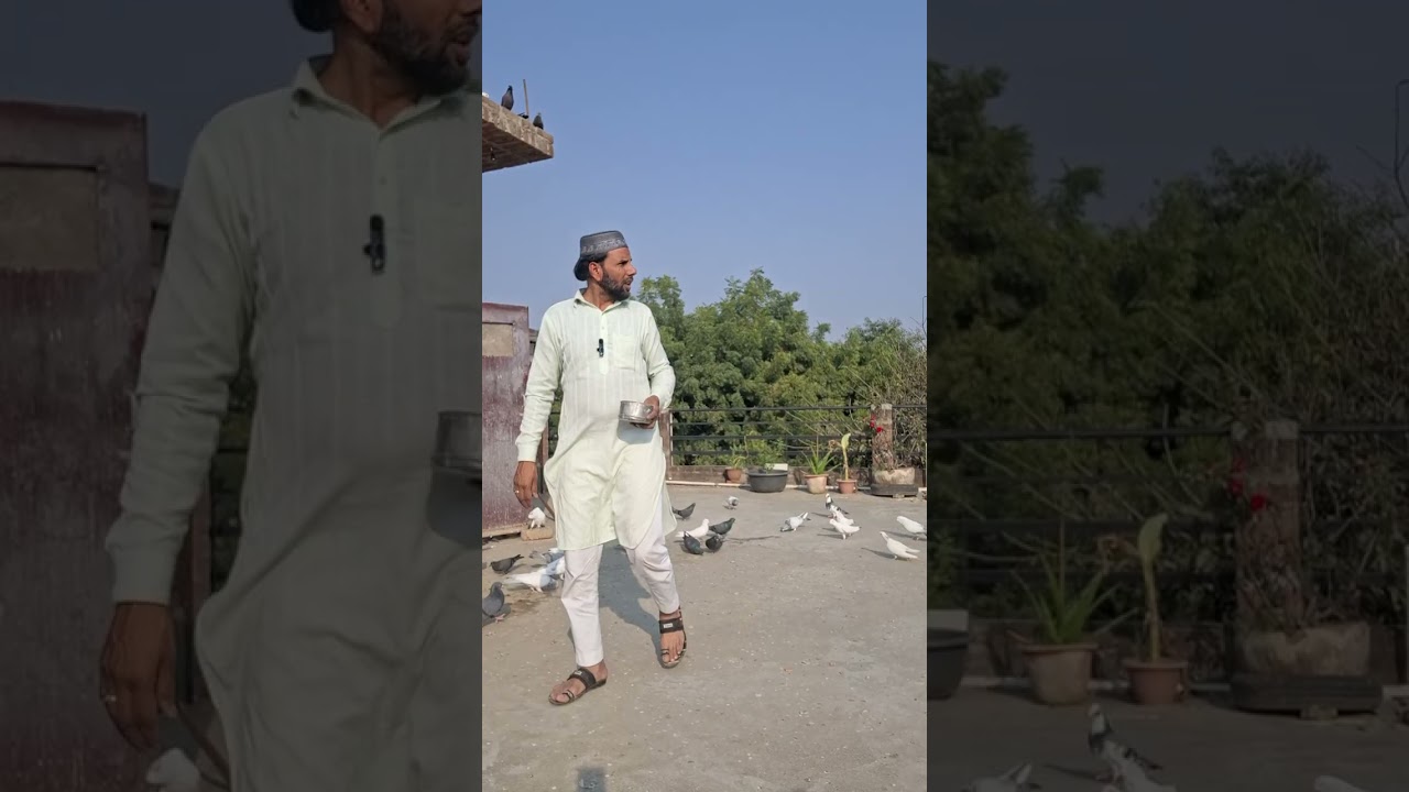 #♥️🕊🕊♥️🕊🕊♥️kabutar #pigeon #pigeons #birds #kabootar #pigeonpose #pigeonlove #kabutarbazi #bird