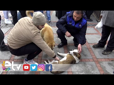 KAMYONETİN ÇARPTIĞI KÖPEK YARALANDI