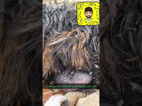 غرغرينا الضرع في الأغنام