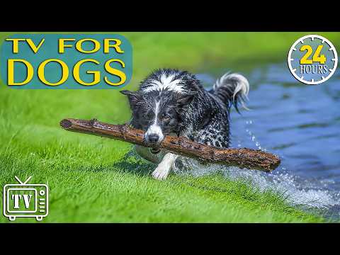 Dog TV: TOP Videos for Dogs to Watch | Dog Entertainment & Anxiety Relief | Soothing Music for Dogs