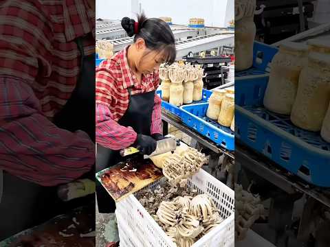Harvesting Lyophyllum decastes: