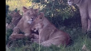 Kissinger Lion Pride Sighting | Masaimara | 23 January 2026