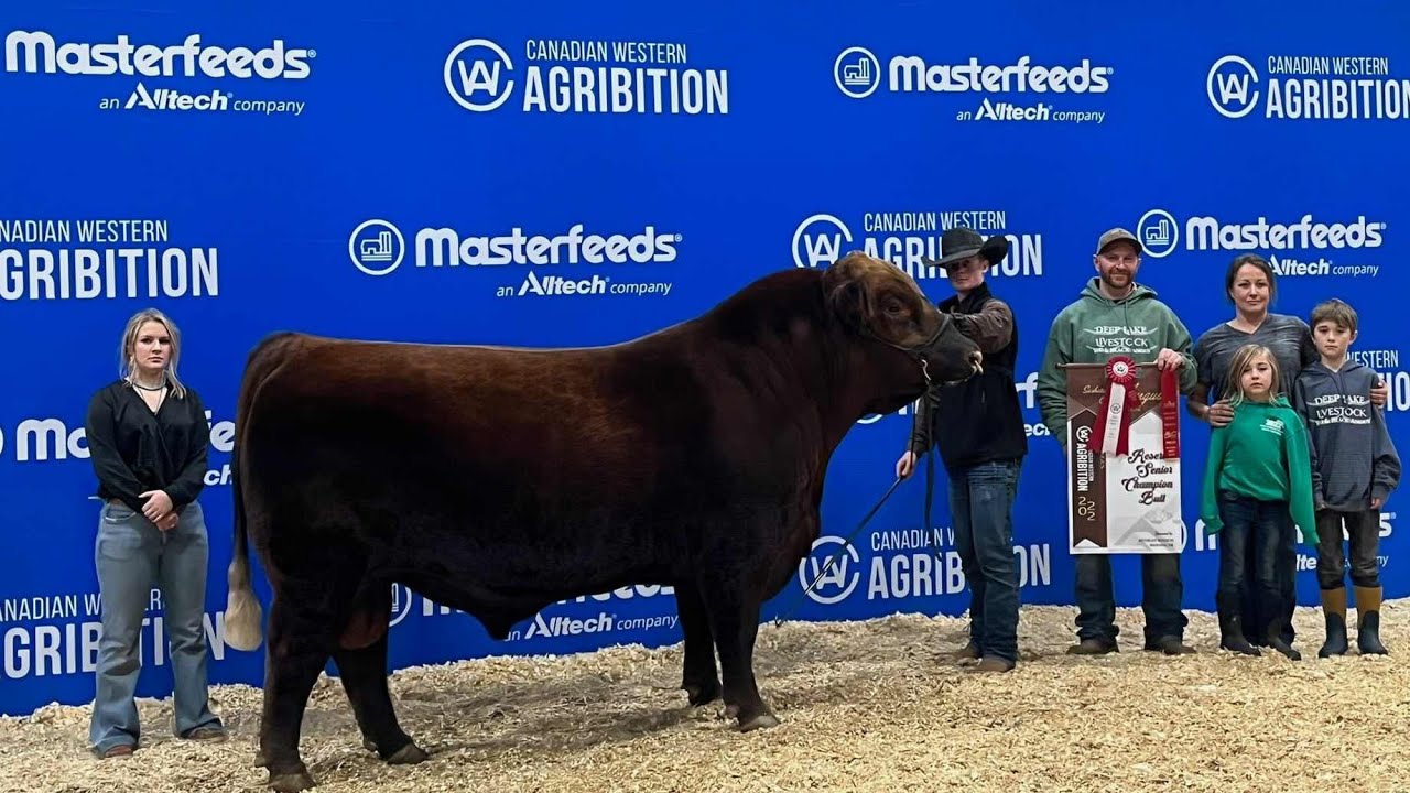 Canadian Western Agribition. Deep Lake Livestock & DKF Angus YouTube
