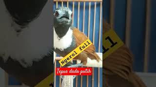 Burung masteran tepus dada putih #kicaumania