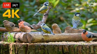 🔴 24/7 LIVE: Cat TV 😺 The Cutest Little Birds on Earth 🐿️ Cat Games No Squirrels