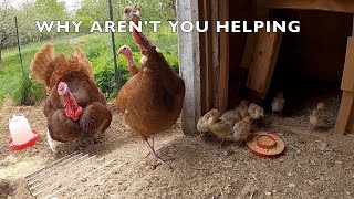 Bourbon Red Tom Turkey Excited To Meet His Babies