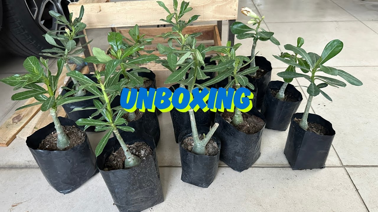 Unboxing de colores nuevos