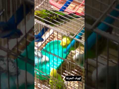 #remix #اكسبلور #لايك #viralvideo #birds #ذواقه #طيور #متابعه #ترند #تصميم_فيديوهات #دويتو #اقتباسات