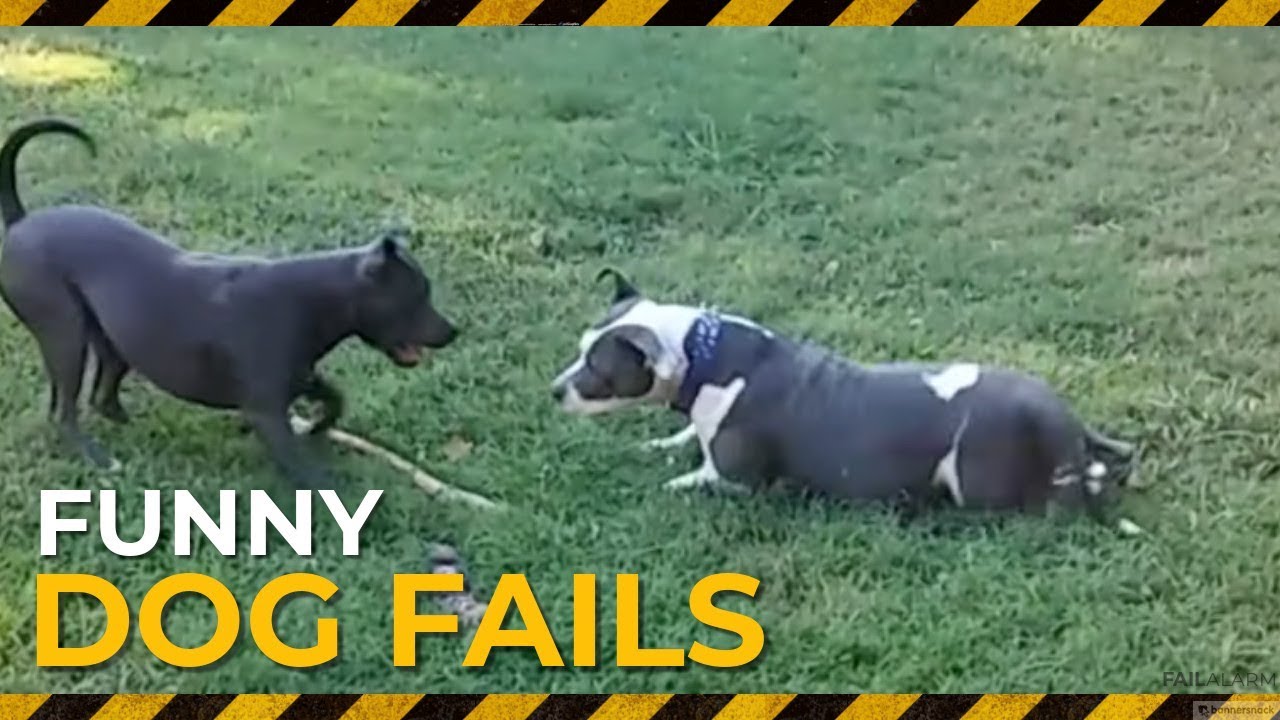 FUNNY DOG FAILS l l failalarm YouTube