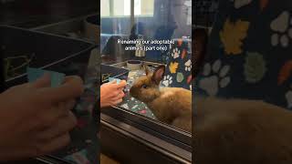 Renaming Shelter Pets