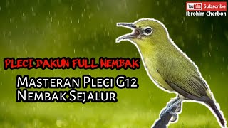 PLECI DAKUN FULL TEMBAKAN||MASTERAN PLECI G12 NEMBAK SEJALUR