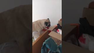 My talented puppy #cute #pug  #youtubeshorts #animals