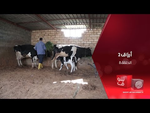 فيديو: كيفية رعي الأبقار