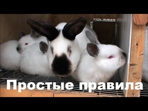 Кролики корма и кормление в домашних условиях видео