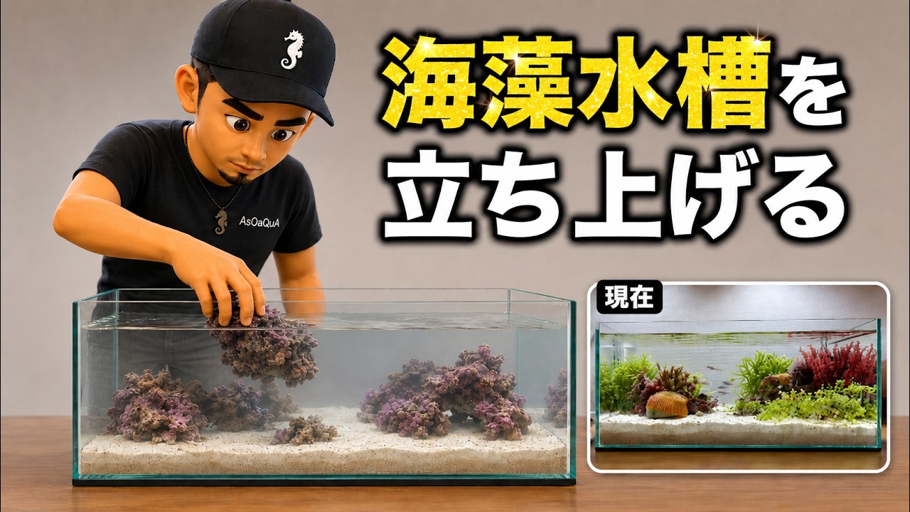 Setting Up a Seaweed Tank | Resetting My 60cm Low Tank - YouTube