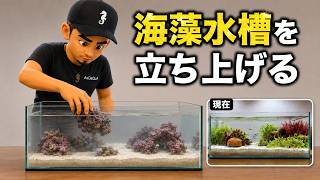 Setting Up a Seaweed Tank | Resetting My 60cm Low Tank - YouTube