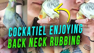 Cockatiel Enjoying Back Neck Rubbing by Owner’s Face