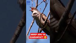 Download Lagu Suaranya Membingungkan, Burung Langka dengan Suara yang Tidak Terduga! Prepare to Be Blown Away! MP3