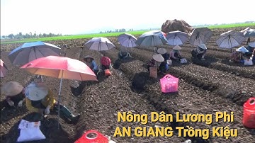 Nông Dân Lương Phi Tri Tôn An Giang Trồng Kiệu