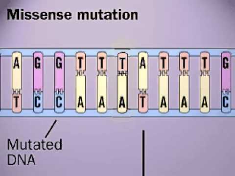 Video: Missense-mutaation takia?