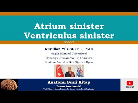 Atrium sinister, Ventriculus sinister (300-3 T)
